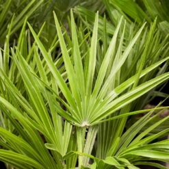 Chamaerops Humilis, Topf-Ø 35 Cm, Höhe Ca. 100-120 Cm -Die grüne Ecke 0680300018 0680300116 0680300138 Chamaerops humilis 1 78543 5