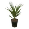 Chamaerops Humilis, Topf-Ø 19 Cm, Höhe Ca. 60 Cm