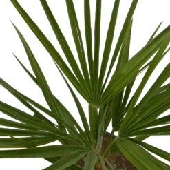 Chamaerops Humilis, Topf-Ø 19 Cm, Höhe Ca. 60 Cm -Die grüne Ecke 0680300033 Chamaerops humilis T19 7 106017