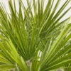 Chamaerops Humilis, Topf-Ø 30 Cm, Höhe Ca. 90 Cm -Die grüne Ecke 0680300037 Chamaerops humilis T35 3 90760 1