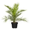 Dattelpalme, Topf-Ø 20/22 Cm, Höhe Ca. 100 Cm -Die grüne Ecke 0680300045 Phoenix canariensis T22 H100 78545