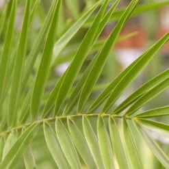 Dattelpalme, Topf-Ø 35 Cm, Höhe Ca. 160 Cm -Die grüne Ecke 0680300045 0680300059 Phoenix canariensis 78544 4