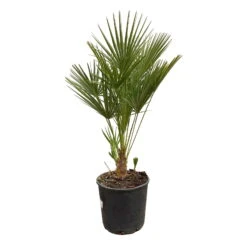 Chamaerops Humilis 'Sicilia', Topf-Ø 22 Cm, Höhe Ca. 80 Cm -Die grüne Ecke 0680300046 Chamaerops humilis T22 H80 1 92458