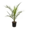 Dattelpalme, Topf-Ø 18 Cm, Höhe Ca. 80 Cm -Die grüne Ecke 0680300059 Phoenix canariensis T1819 H80 100 2 92461