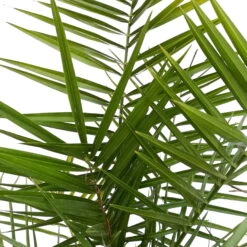 Dattelpalme, Topf-Ø 18 Cm, Höhe Ca. 80 Cm -Die grüne Ecke 0680300059 Phoenix canariensis T1819 H80 100 2 78694 1
