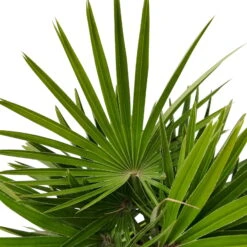 Chamaerops Humilis, Topf-Ø 24 Cm, Höhe Ca. 70 Cm -Die grüne Ecke 0680300070 0680300001 Chamaerops humilis Sicilia T24 1545Fich Vulcano H80 78696 3
