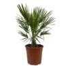 Chamaerops Humilis, Topf-Ø 24 Cm, Höhe Ca. 70 Cm -Die grüne Ecke 0680300076 Chamaerops humilis 1 110030