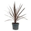 Keulenlilie 'Red Star' Rotlaubig, Topf-Ø 17/19 Cm, Höhe Ca. 60 Cm -Die grüne Ecke 0680300112 Cordyline australis Busch Red Star 1 112848