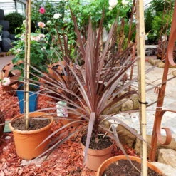 Keulenlilie 'Red Star' Rotlaubig, Topf-Ø 17/19 Cm, Höhe Ca. 60 Cm -Die grüne Ecke 0680300112 Cordyline australis Busch Red Star 111026