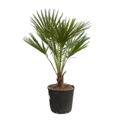 Chamaerops Humilis, Topf-Ø 22 Cm, Höhe Ca. 70 Cm -Die grüne Ecke 0680300116 Chamaerops humilis T22 H80 2 92466