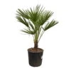 Chamaerops Humilis, Topf-Ø 22 Cm, Höhe Ca. 70 Cm -Die grüne Ecke 0680300116 Chamaerops humilis T22 H80 4 92465