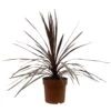 Keulenlilie 'Red Star' Rotlaubig, Topf-Ø 24 Cm, Höhe Ca. 80 Cm -Die grüne Ecke 0680300127 Cordyline australis Busch T24 Red Star 1 111083