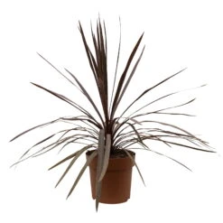 Keulenlilie 'Red Star' Rotlaubig, Topf-Ø 24 Cm, Höhe Ca. 80 Cm -Die grüne Ecke 0680300127 Cordyline australis Busch T24 Red Star 5 111084
