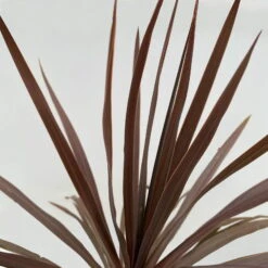 Keulenlilie 'Red Star' Rotlaubig, Topf-Ø 17/19 Cm, Höhe Ca. 60 Cm -Die grüne Ecke 0680300127 Cordyline australis Busch T24 Red Star 6 111025