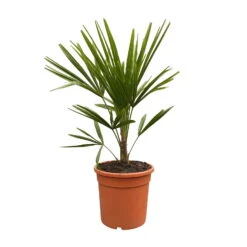 Hanfpalme, Topf-Ø 24 Cm, Höhe Ca. 60-70 Cm -Die grüne Ecke 0680300140 Trachycarpus fortunei T24 H80 1 92468