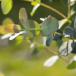 Eukalyptus, Stamm, Topf-Ø 22 Cm, Höhe Ca. 90 Cm -Die grüne Ecke 0680400001 0680400007 0680400010 0680400016 0680400019 0680400021 Eucalyptus gunii Busch1 77878 1