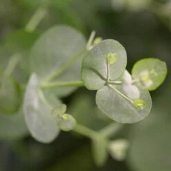 Eukalyptus, Stamm, Topf-Ø 22 Cm, Höhe Ca. 90 Cm -Die grüne Ecke 0680400001 0680400007 0680400010 0680400016 0680400019 0680400021 Eucalyptus gunii Busch 77876 1