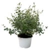 Eukalyptus 'Baby Blue', Busch, Topf-Ø 14 Cm, Höhe Ca. 25 Cm, 2er-Set -Die grüne Ecke 0680400001 Eucalyptus gunnii Busch T14 H25 83418