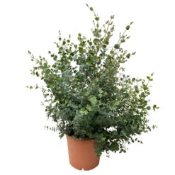 Eukalyptus, Busch, Topf-Ø 22 /24 Cm -Die grüne Ecke 0680400011 Eucalyptus gunnii Busch T22 24 1 83416