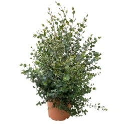 Eukalyptus, Busch, Topf-Ø 22 /24 Cm -Die grüne Ecke 0680400011 Eucalyptus gunnii Busch T22 24 83417