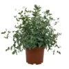 Eukalyptus, Busch, Topf-Ø 19 Cm, Höhe Ca. 45 Cm