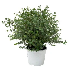 Eukalyptus, Busch, Topf-Ø 19 Cm, Höhe Ca. 45 Cm -Die grüne Ecke 0680400016 Eucalyptus gunnii Busch T19 H45 50 2 83415