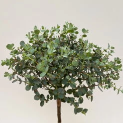 Eukalyptus, Stamm, Topf-Ø 15 Cm, Höhe Ca. 40 Cm -Die grüne Ecke 0680400020 Eucalyptus gunni Stamm T15 H50 WS 5 109685