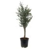 Eukalyptus, Stamm, Topf-Ø 22 Cm, Höhe Ca. 90 Cm -Die grüne Ecke 0680400026 Eucalyptus gunni Stamm T21 2 107147 1