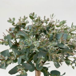 Eukalyptus, Stamm, Topf-Ø 12 Cm -Die grüne Ecke 0680400032 Eucalyptus gunnii Stamm T12 5 106639