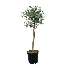 Eukalyptus, Stamm, Topf-Ø 22 Cm, Höhe Ca. 90 Cm -Die grüne Ecke 0680400038 Eucalyptus gunnii Stamm T21 1 93386 1