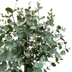 Eukalyptus, Stamm, Topf-Ø 21 Cm, Höhe Ca. 90 Cm -Die grüne Ecke 0680400038 Eucalyptus gunnii Stamm T21 3 93387