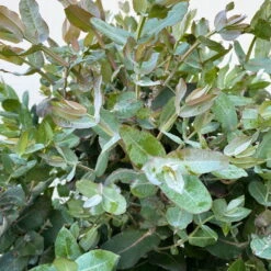 Eucalyptus Globulus, Busch, Topf-Ø 40 Cm -Die grüne Ecke 0680400042 Eukalyptus globulus Busch T40 5 112239