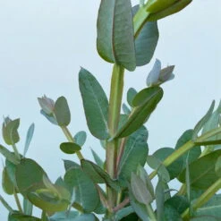 Eucalyptus Globulus, Busch, Topf-Ø 40 Cm -Die grüne Ecke 0680400042 Eukalyptus globulus Busch T40 6 112242