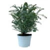 Eukalyptus 'Baby Blue', Busch, Topf-Ø 20 Cm -Die grüne Ecke 0680400059 Eukalyptus gunnii Busch T20 Baby Blue WS 2 98467