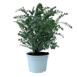 Eukalyptus 'Baby Blue', Busch, Topf-Ø 20 Cm