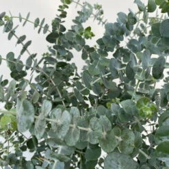 Eukalyptus 'Baby Blue', Busch, Topf-Ø 20 Cm -Die grüne Ecke 0680400059 Eukalyptus gunnii Busch T20 Baby Blue WS 4 98457