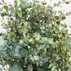 Eukalyptus, Busch, Topf-Ø 33 Cm -Die grüne Ecke 0680400063 0680400064 Eucalyptus gunnii Busch 4 109827 1
