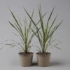 Keulenlilie 'Variegata' Grün-weiß, Topf-Ø 13 Cm, 2er-Set -Die grüne Ecke 0680400123 Cordyline australis Busch T13 Variegata gruen weiss 2er Set 1 125338