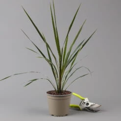 Keulenlilie 'Variegata' Grün-weiß, Topf-Ø 13 Cm, 2er-Set -Die grüne Ecke 0680400123 Cordyline australis Busch T13 Variegata gruen weiss 2er Set 2 125339
