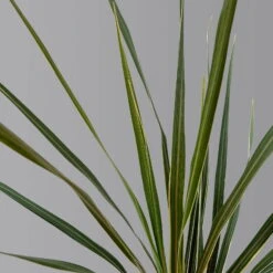 Keulenlilie 'Variegata' Grün-weiß, Topf-Ø 13 Cm, 2er-Set -Die grüne Ecke 0680400123 Cordyline australis Busch T13 Variegata gruen weiss 2er Set 4 125341