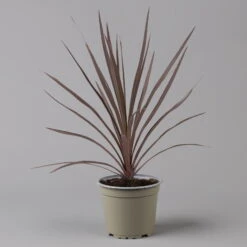Keulenlilie 'Red Star' Rotlaubig, Topf-Ø 13 Cm, 3er-Set -Die grüne Ecke 0680400124 cordyline red star 2 124116