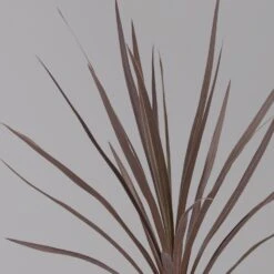 Keulenlilie 'Red Star' Rotlaubig, Topf-Ø 13 Cm, 3er-Set -Die grüne Ecke 0680400124 cordyline red star 3 124117