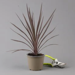 Keulenlilie 'Red Star' Rotlaubig, Topf-Ø 13 Cm, 3er-Set -Die grüne Ecke 0680400124 cordyline red star 124115