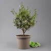 Olivenbaum, Busch, Topf-Ø 24 Cm, Höhe Ca. 80 Cm -Die grüne Ecke 0681100004 Koelle Olea europaea T24 Busch 1 125584