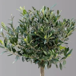 Olivenbaum, Stämmchen, Topf-Ø 24 Cm, Höhe Ca. 140 Cm -Die grüne Ecke 0681200013 Koelle Olea europaea Stamm Extra T24 3030Collina H140 2 125589
