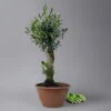 Olivenbaum 'Bonsai', Topf-Ø 20 Cm, Höhe Ca. 45 Cm -Die grüne Ecke 0681200019 Koelle Olea europaea Schale T20 1890 Bonsai H45 55 125593