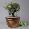 Olivenbaum 'Bonsai', Topf-Ø 35 Cm, Höhe Ca. 90 Cm -Die grüne Ecke 0681200028 Koelle Olea europaea Schale T35 515LePa Bonsai H90 1 125590