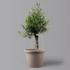 Olivenbaum 'Bonsai', Topf-Ø 35 Cm, Höhe Ca. 100 Cm -Die grüne Ecke 0681200038 Koelle Olea europaea Schale T35 515Collina Bonsai H100 U14 16 122572