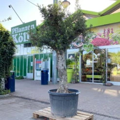 Olivenbaum, Stamm, Topf-Ø 60 Cm, Höhe Ca. 170 Cm