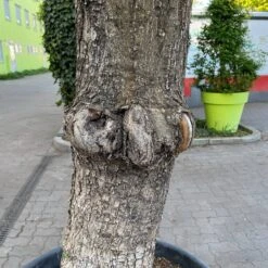 Olivenbaum, Stamm, Topf-Ø 60 Cm, Höhe Ca. 170 Cm -Die grüne Ecke 0681300001 olea europaea solitaer stamm 5 122299